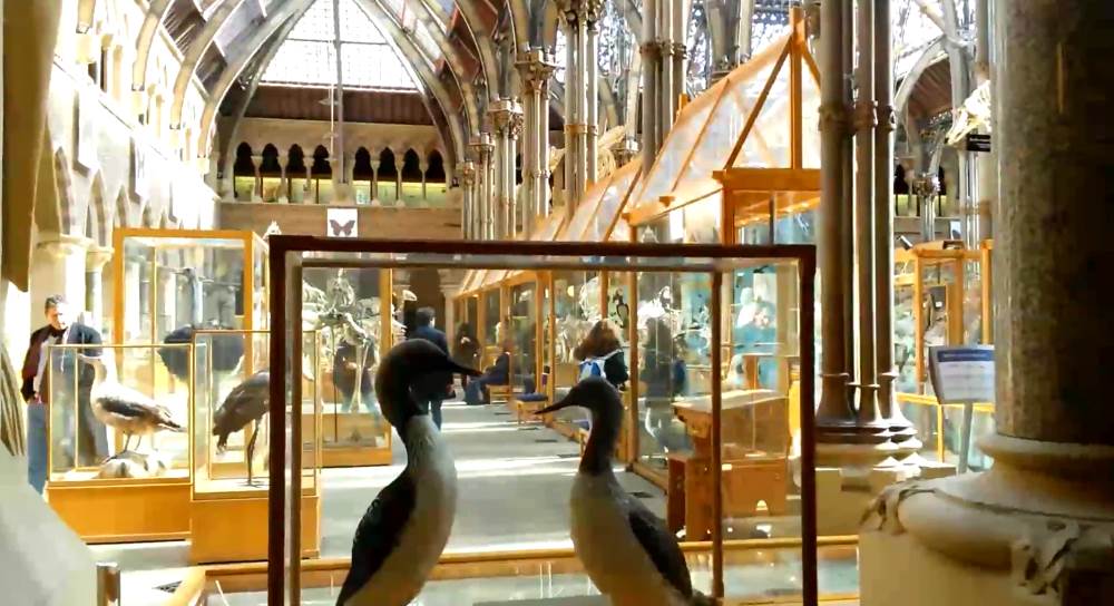 The Oxford Museum of Natural History is the most interesting place in town