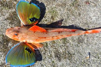 Sea rooster - fish of the Black Sea