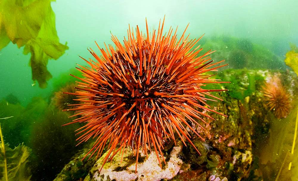 Sea urchins in the Mediterranean Sea