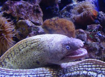 The Mediterranean Sea's moray eels