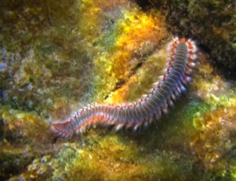 Fireworms - inhabitants of the Mediterranean Sea