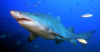 The sand shark lives in the Mediterranean Sea - a little dangerous for humans