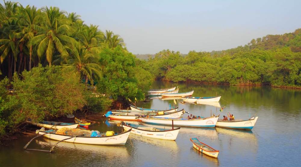 The jungle is adjacent to Agonda village in Goa