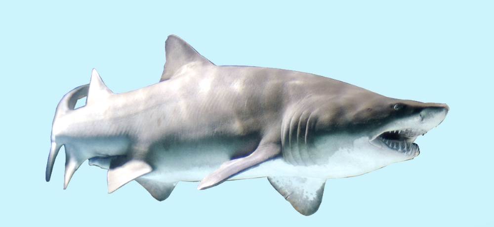 Песчаная акула - Средиземное море