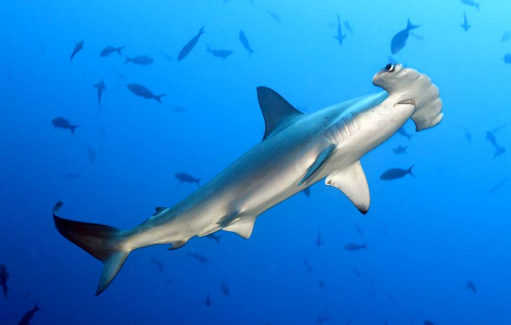 The hammerhead shark rarely swims in the Mediterranean Sea