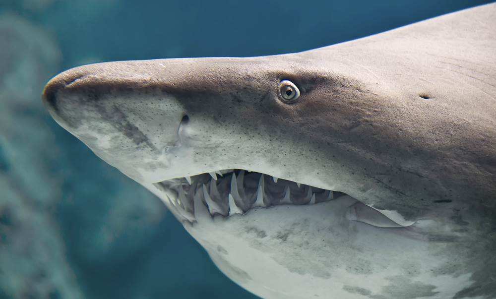 Тупорылая акула - Средиземное море