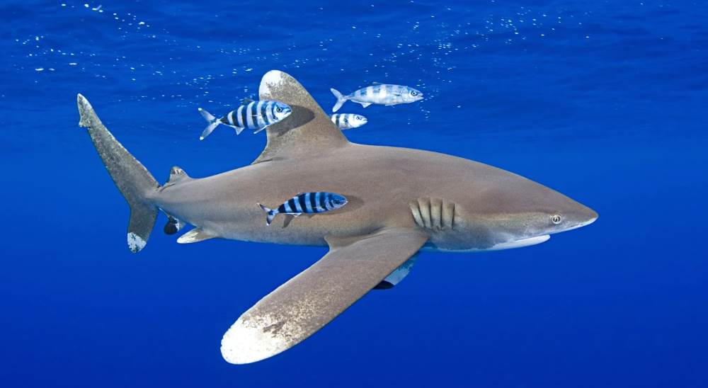 The long-winged shark is found in the Mediterranean Sea