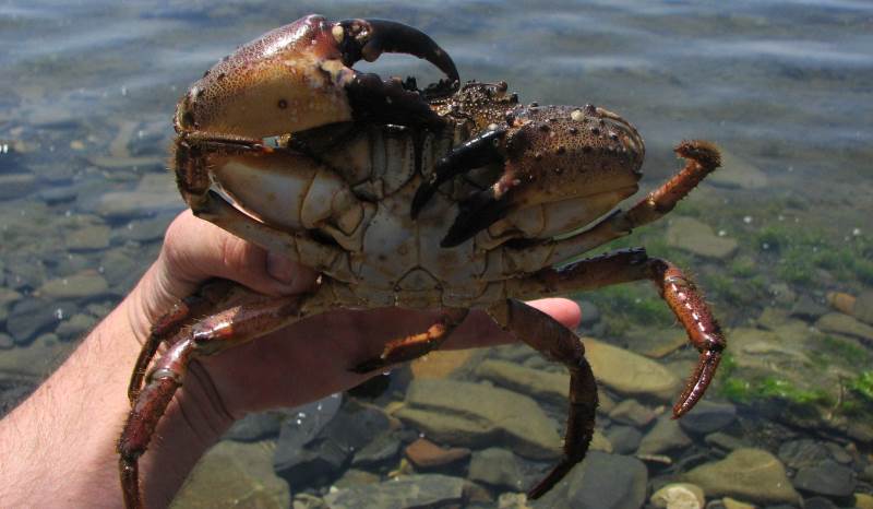 Crabs are a representative of the fauna of the Black Sea