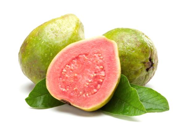 Guava fruit grows in Goa