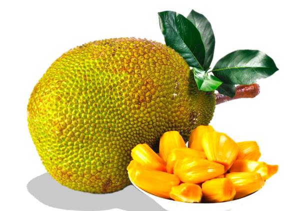 Jackfruit grows in Goa