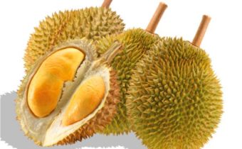 Durian is a famous fruit in Goa