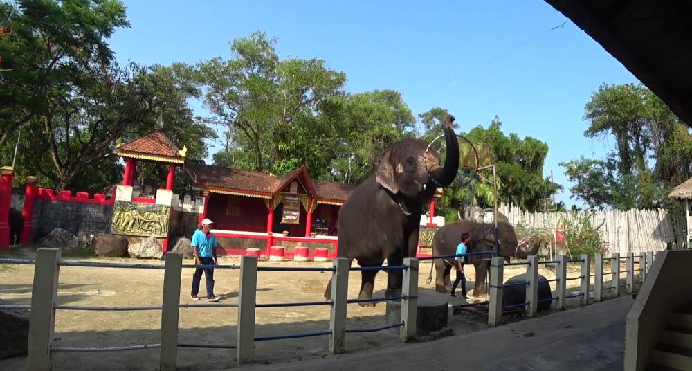 Phuket Zoo - an interesting place for children and adults