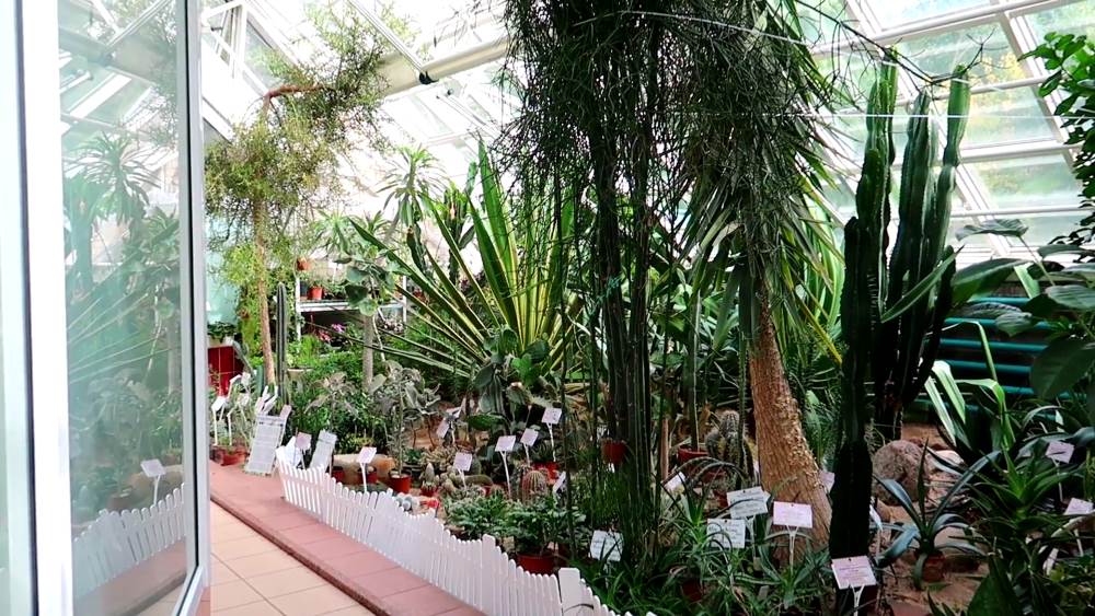 Оранжерея ботанического сада в Минске