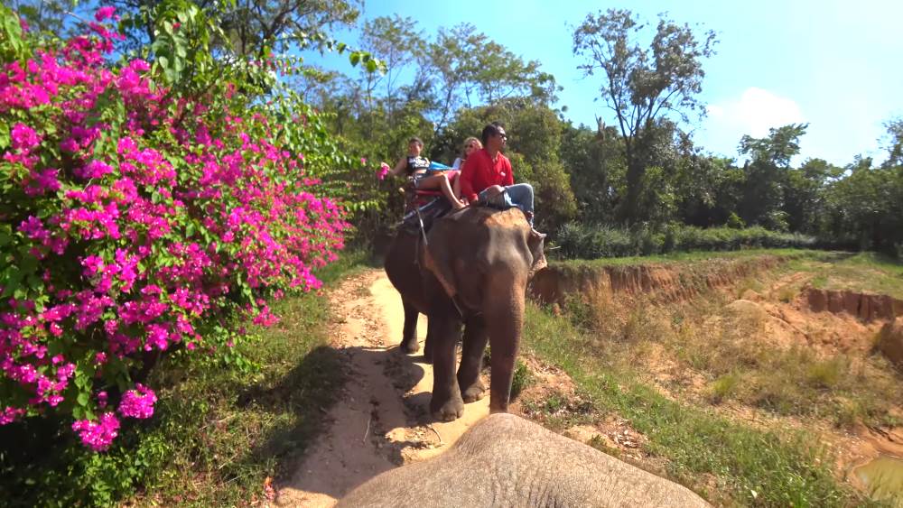 Ферма слонов в Паттайе