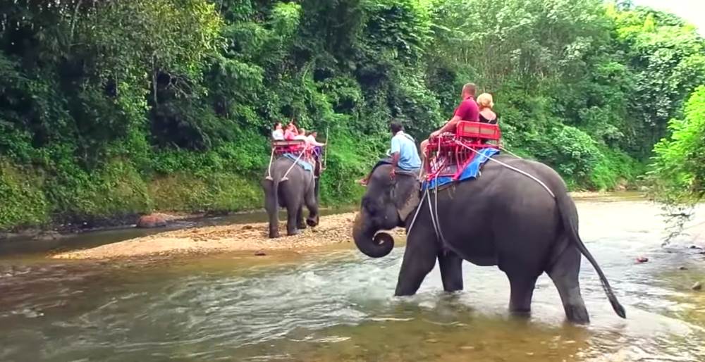 На экскурсии в парк Као Лак можно покататься на слонах