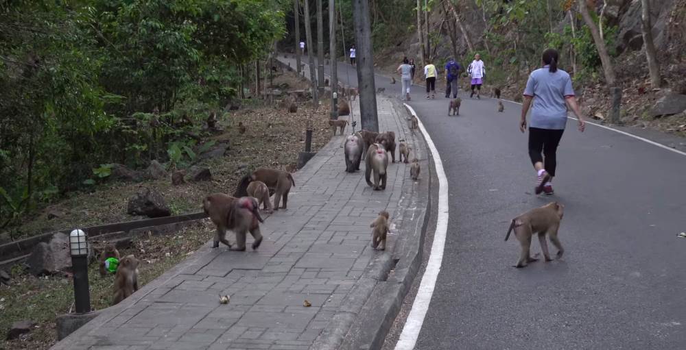 How to get to Monkey Mountain, Phuket