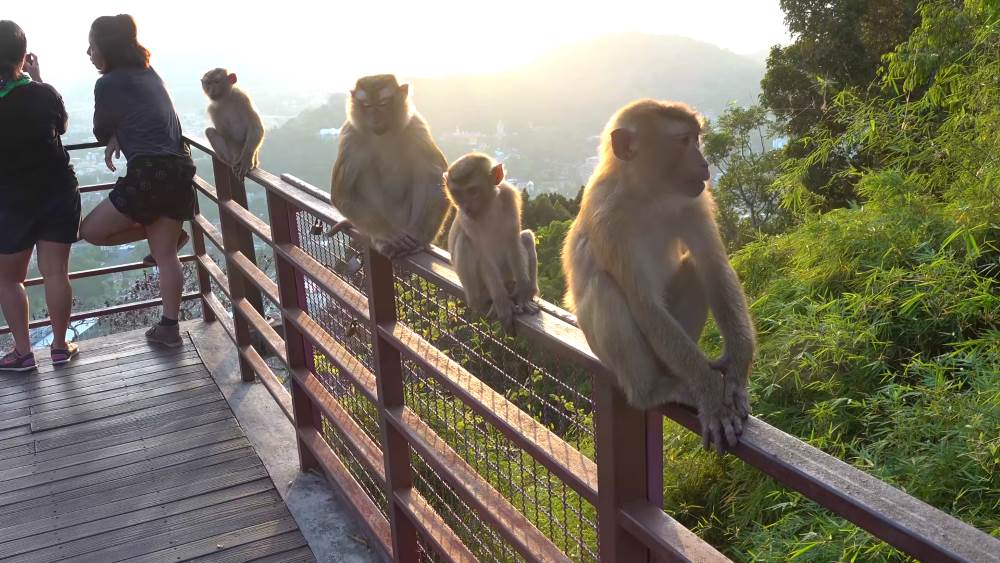 Journey to Monkey Mountain