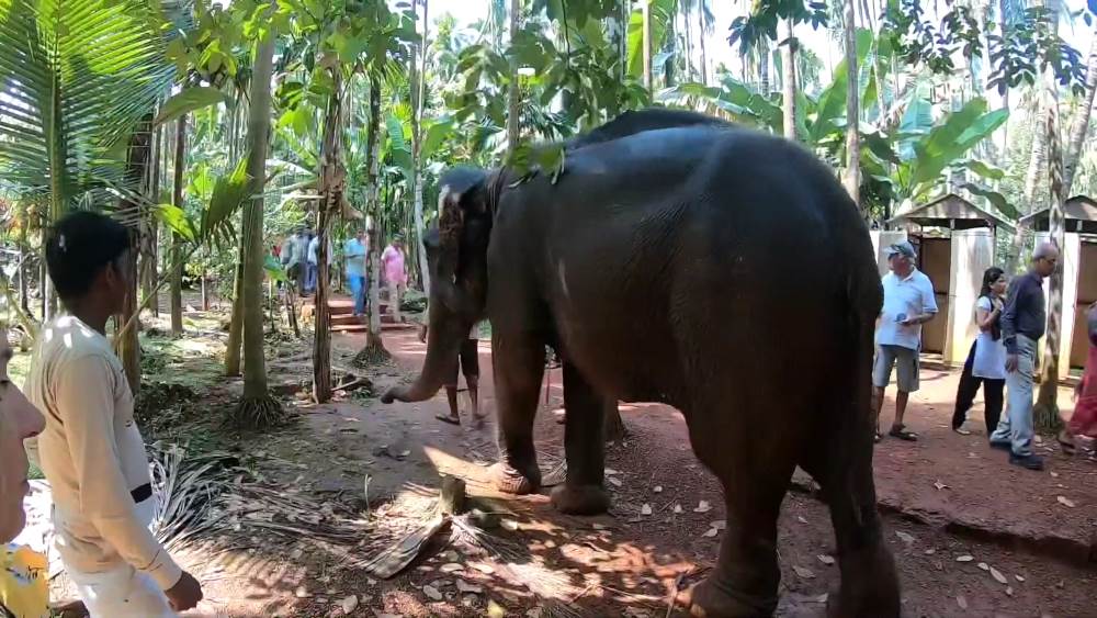 Where to ride elephants in Goa
