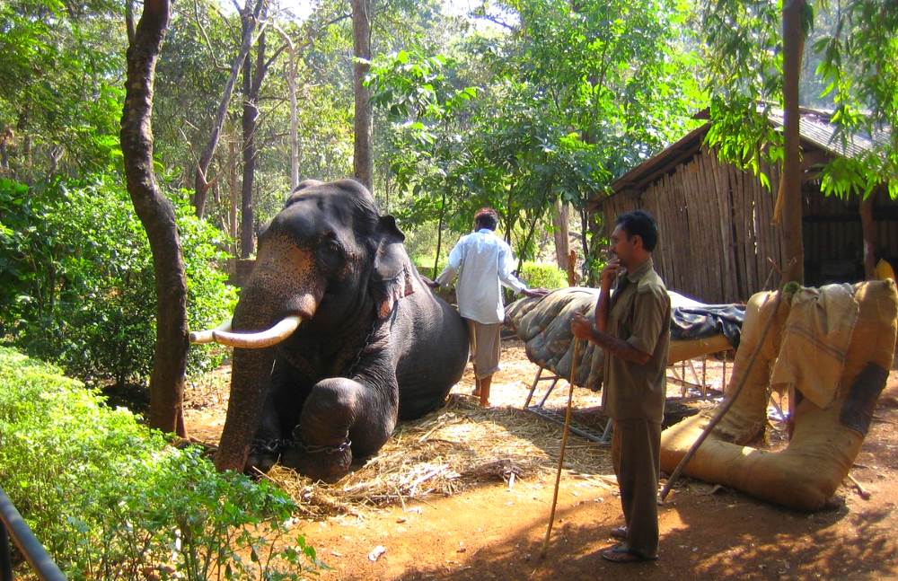 В заповеднике Бондла (Гоа) можно покататься на слонах