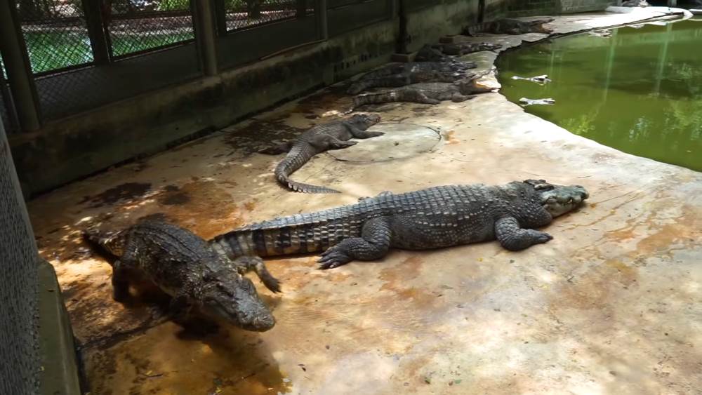 Crocodile Farm near Pattaya