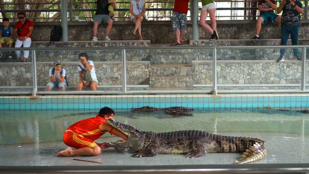 Crocodile Farm Show Near Pattaya
