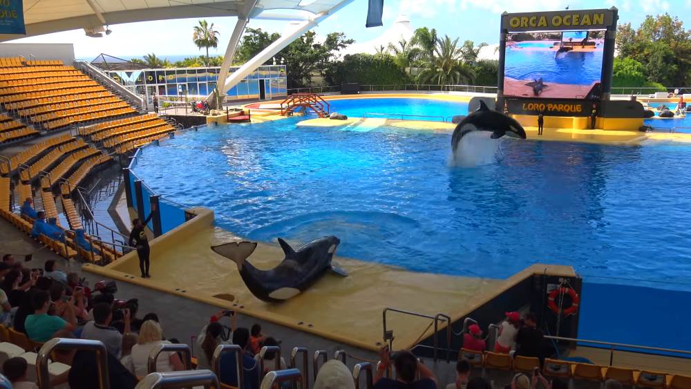 Shows in Loro Park with Aquatic Animals