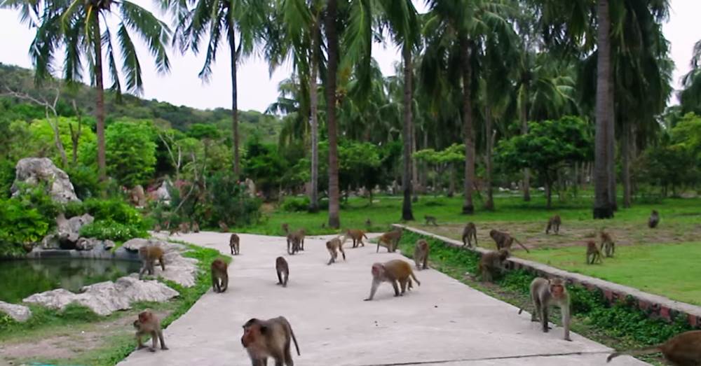 Остров обезьян рядом с Нячангом