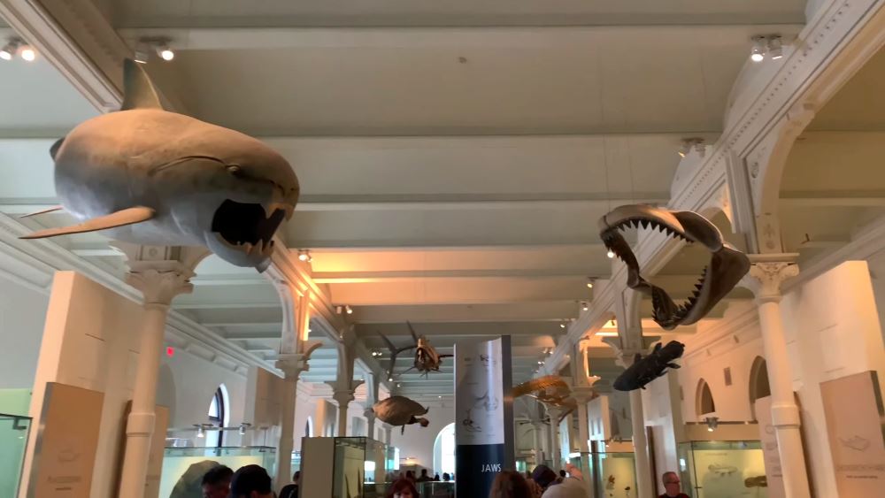 Нью-Йорк - Американский музей естественной истории