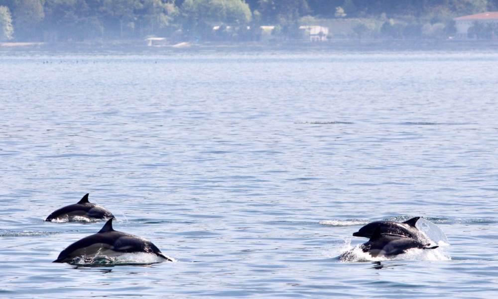 Types of Black Sea dolphins