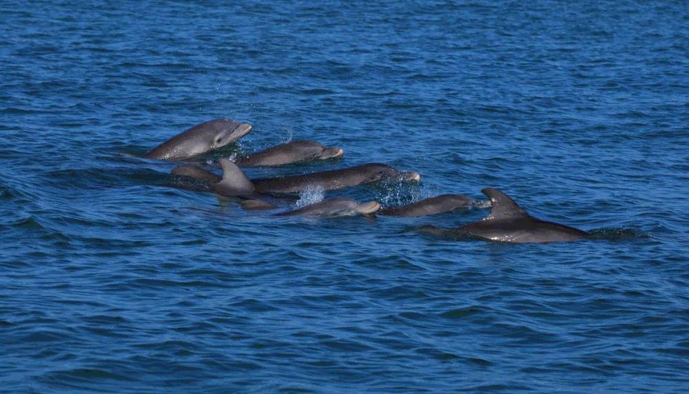 Black Sea - dolphins of the Afalina family