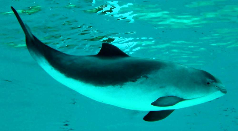 Dolphin Azovka (Black Sea porpoise)