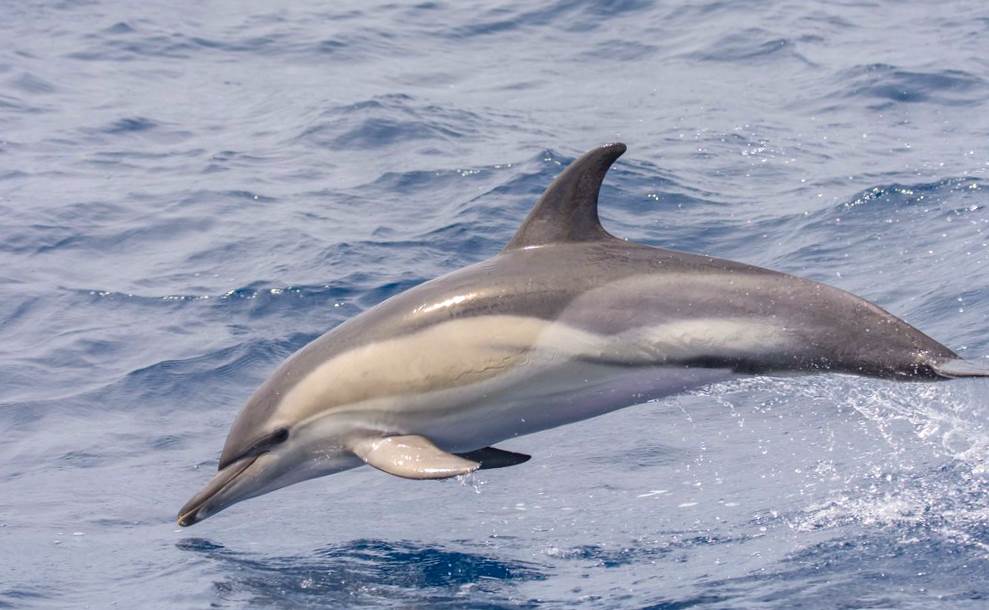 Belobochka is a dolphin that lives in the Black Sea