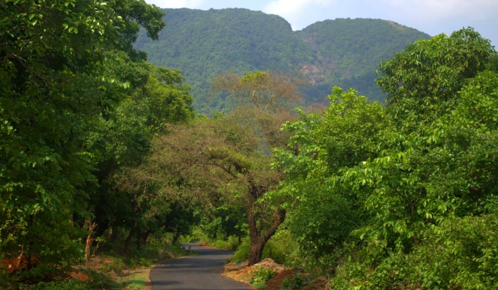 Kotigao Nature Reserve in Goa, India