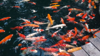 Пруд с рыбами в ботаническом саду Пхукета