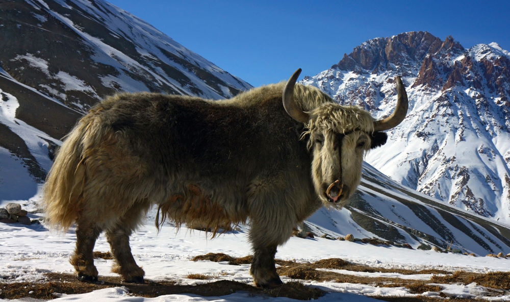 Animals of the Himalayas