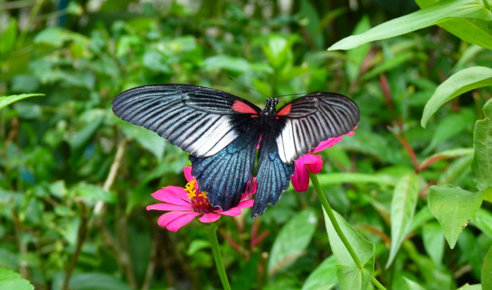 Butterfly Garden, Phuket photos, description, opening hours, prices