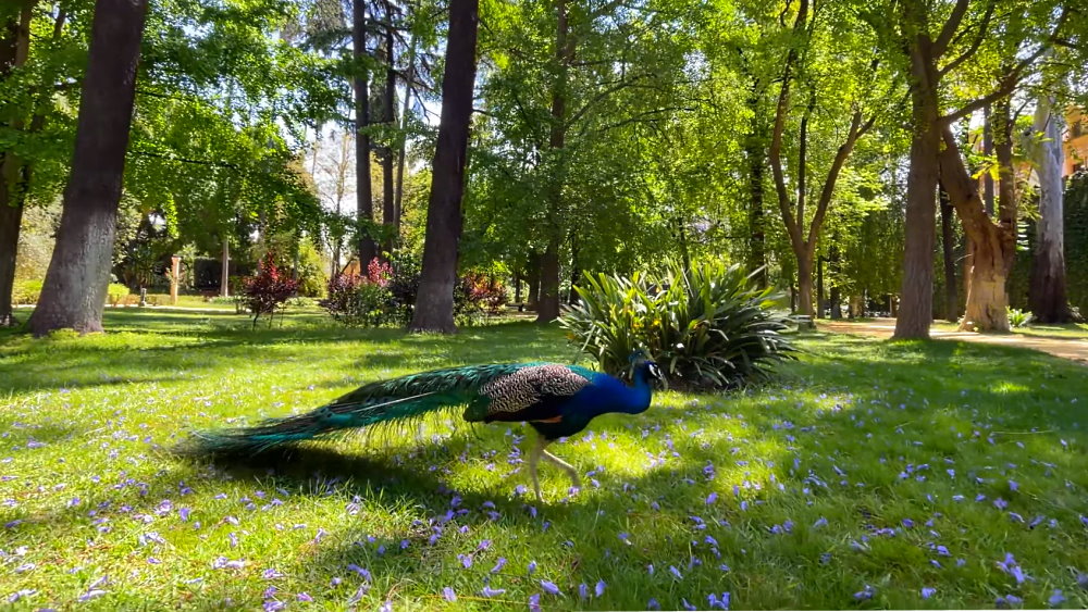 Peacocks in the Alcazar