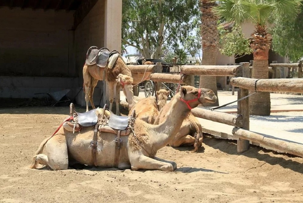 Camel Park in Larnaca