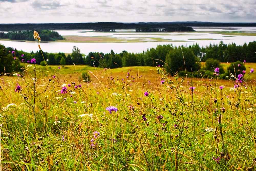 Flora in Braslav Lakes