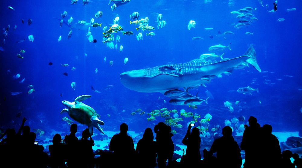 SEA LIFE
